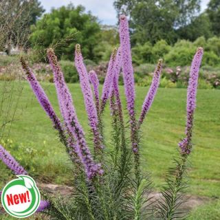 Lavender Glowsticks Blazing Star Thumbnail